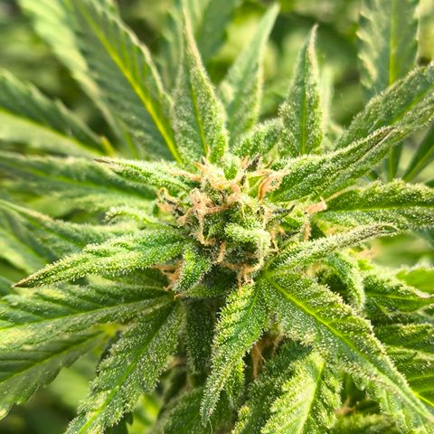 Amnesia Haze Automatic growlog timeline photo