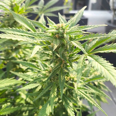 Amnesia Haze Automatic growlog timeline photo