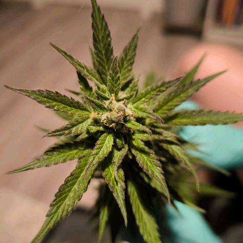 Amnesia Haze Automatic growlog photo: Ernte Part. 1