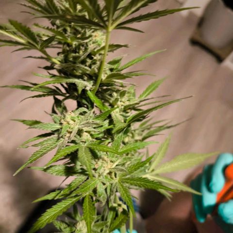 Amnesia Haze Automatic growlog photo: Ernte Part. 1