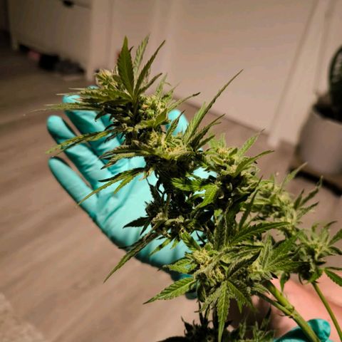 Amnesia Haze Automatic growlog photo: Ernte Part. 1