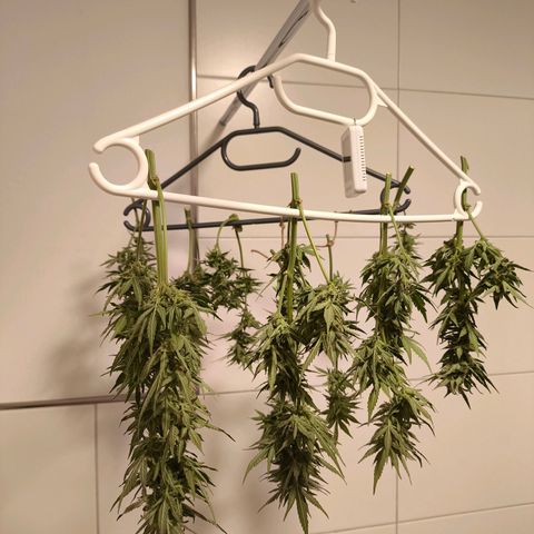 Amnesia Haze Automatic growlog photo: Ernte Part. 2
Die Popcorn-Buds sind heute dank des guten Wetters noch ein wenig gereift. Nun ist es an der Zeit, alles geschmeidig 7-10 Tage trocknen zu lassen. 