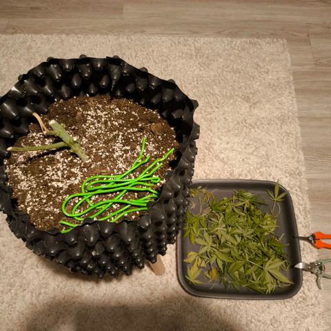 Amnesia Haze Automatic growlog photo: Ernte Part. 2
Die Popcorn-Buds sind heute dank des guten Wetters noch ein wenig gereift. Nun ist es an der Zeit, alles geschmeidig 7-10 Tage trocknen zu lassen. 