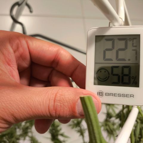 Amnesia Haze Automatic growlog photo: Ernte Part. 2
Die Popcorn-Buds sind heute dank des guten Wetters noch ein wenig gereift. Nun ist es an der Zeit, alles geschmeidig 7-10 Tage trocknen zu lassen. 