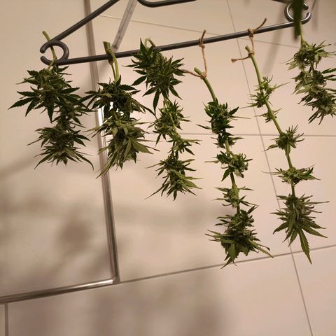 Amnesia Haze Automatic growlog photo: Ernte Part. 2
Die Popcorn-Buds sind heute dank des guten Wetters noch ein wenig gereift. Nun ist es an der Zeit, alles geschmeidig 7-10 Tage trocknen zu lassen. 