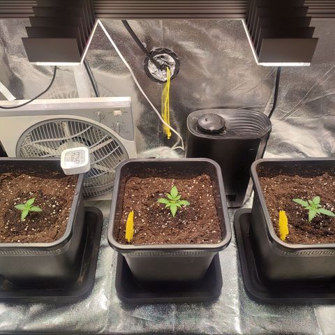Apple Fritter Automatic growlog timeline photo
