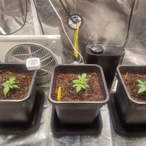 Apple Fritter Automatic growlog timeline photo