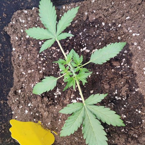 Apple Fritter Automatic growlog timeline photo