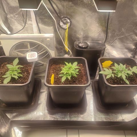 Apple Fritter Automatic growlog timeline photo