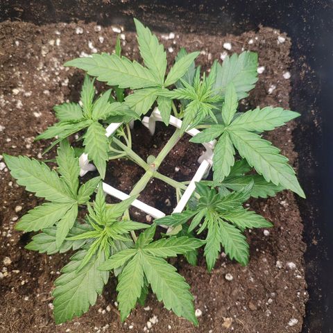 Apple Fritter Automatic growlog timeline photo