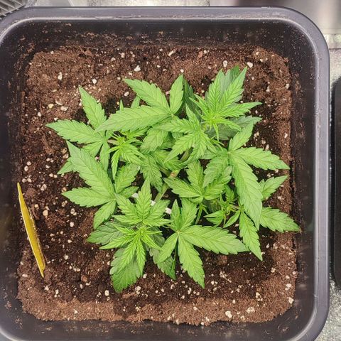 Apple Fritter Automatic growlog timeline photo
