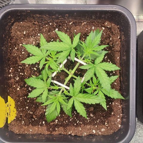 Apple Fritter Automatic growlog timeline photo