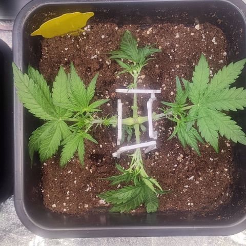 Apple Fritter Automatic growlog timeline photo