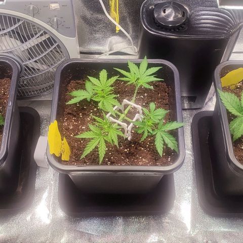Apple Fritter Automatic growlog timeline photo