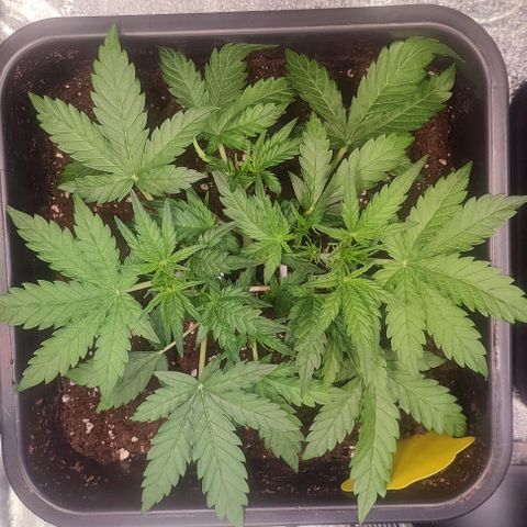 Apple Fritter Automatic growlog timeline photo