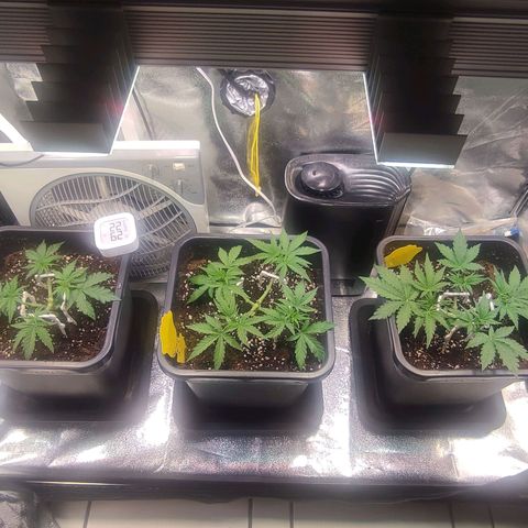 Apple Fritter Automatic growlog timeline photo