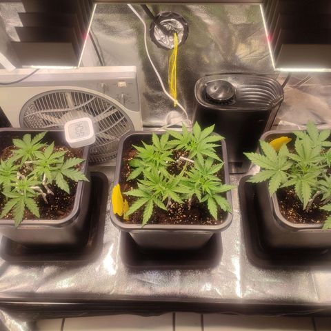 Apple Fritter Automatic growlog timeline photo