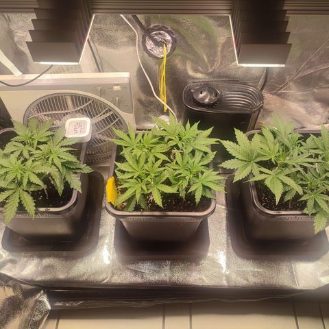 Apple Fritter Automatic growlog timeline photo