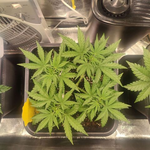 Apple Fritter Automatic growlog timeline photo