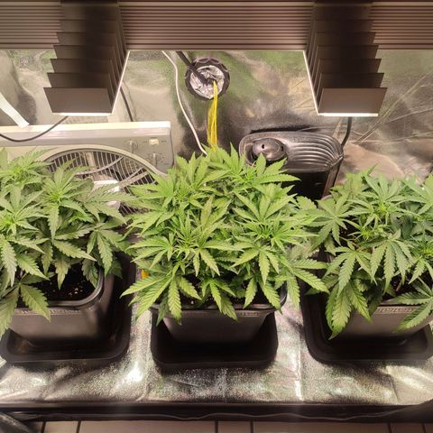 Apple Fritter Automatic growlog timeline photo