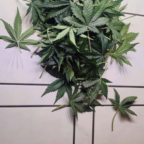 Apple Fritter Automatic growlog timeline photo