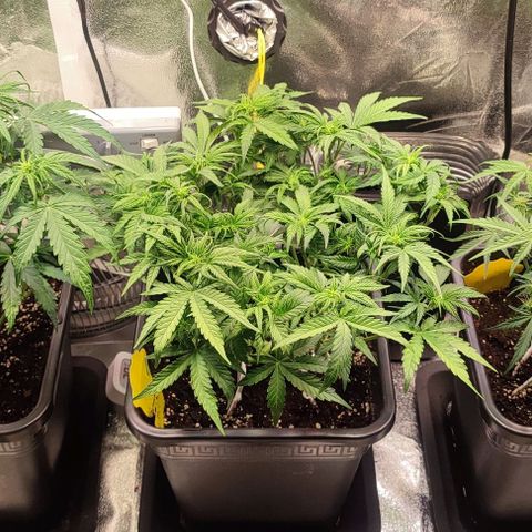 Apple Fritter Automatic growlog timeline photo