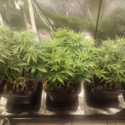 Apple Fritter Automatic growlog timeline photo