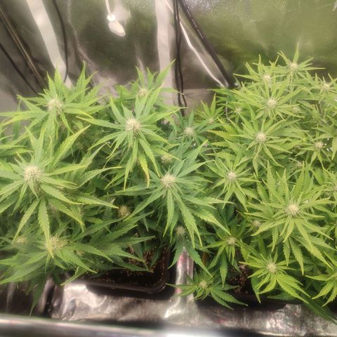 Apple Fritter Automatic growlog timeline photo