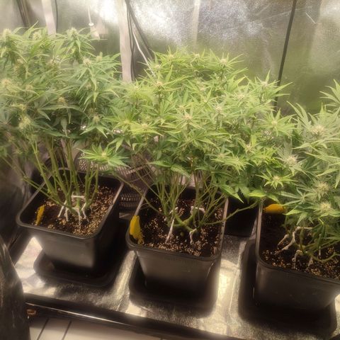 Apple Fritter Automatic growlog timeline photo