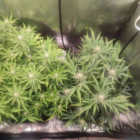 Apple Fritter Automatic growlog timeline photo