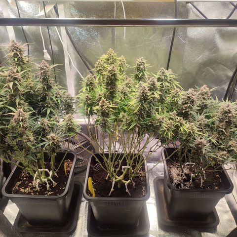 Apple Fritter Automatic growlog timeline photo