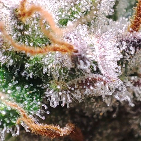 Apple Fritter Automatic growlog timeline photo