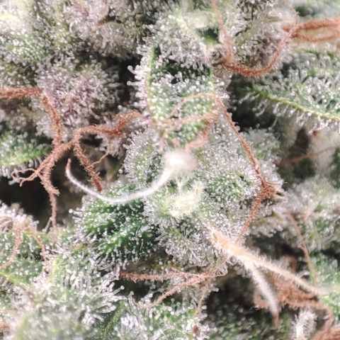 Apple Fritter Automatic growlog timeline photo