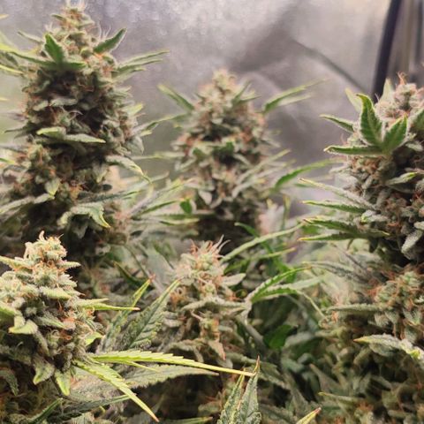 Apple Fritter Automatic growlog timeline photo