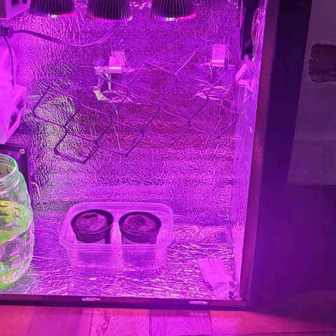 Red Skunk growlog timeline photo