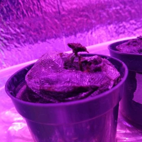 Red Skunk growlog timeline photo