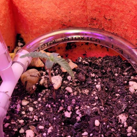 Red Skunk growlog timeline photo