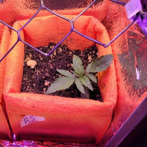 Red Skunk growlog timeline photo
