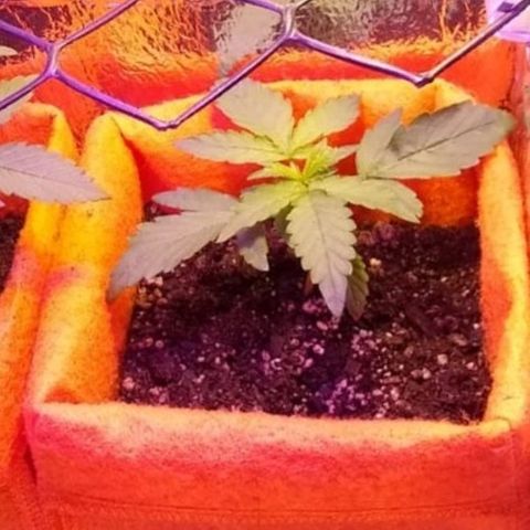 Red Skunk growlog timeline photo