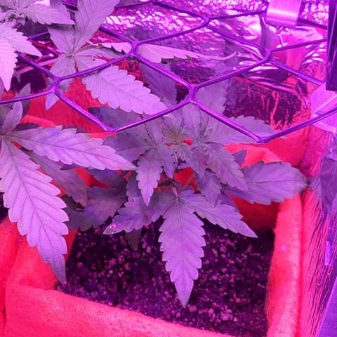 Red Skunk growlog timeline photo