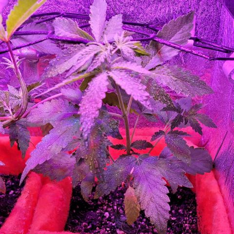 Red Skunk growlog timeline photo
