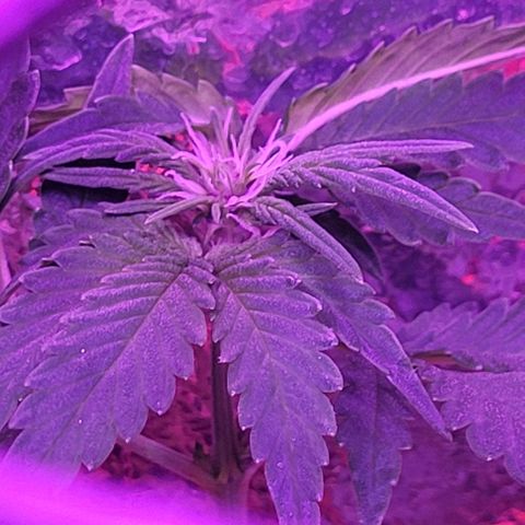 Red Skunk growlog timeline photo