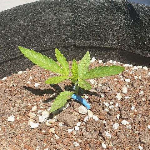 White Widow XXL Autoflowering growlog timeline photo