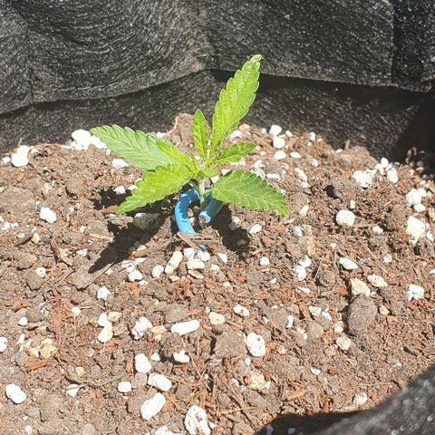 White Widow XXL Autoflowering growlog timeline photo