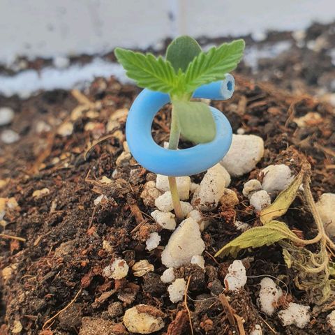 White Widow XXL Autoflowering growlog timeline photo