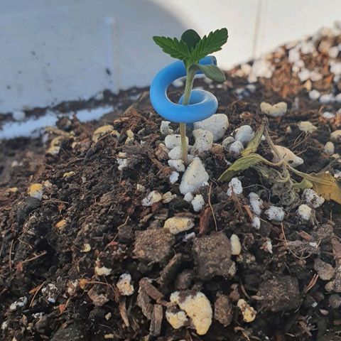 White Widow XXL Autoflowering growlog timeline photo