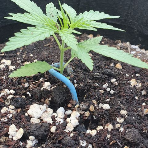 White Widow XXL Autoflowering growlog timeline photo
