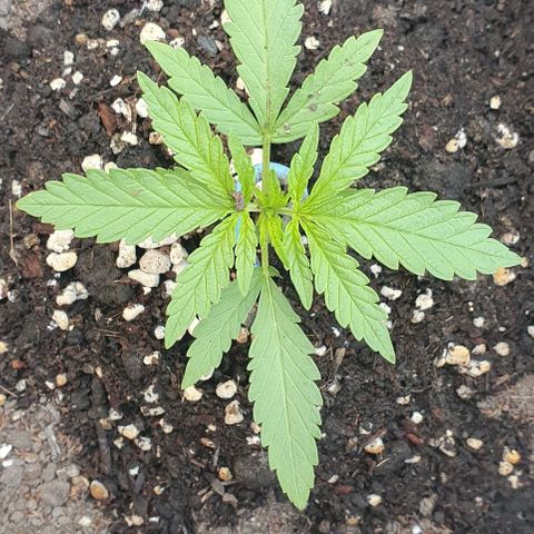 White Widow XXL Autoflowering growlog timeline photo