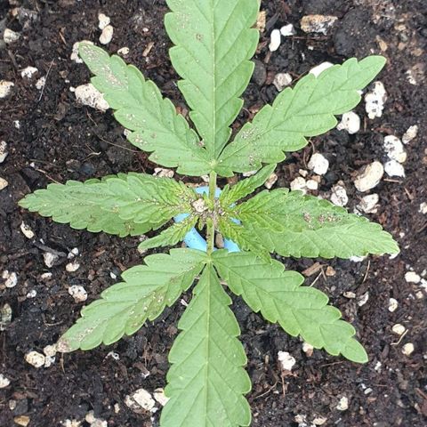 White Widow XXL Autoflowering growlog timeline photo