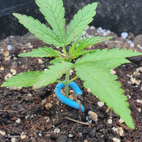 White Widow XXL Autoflowering growlog timeline photo